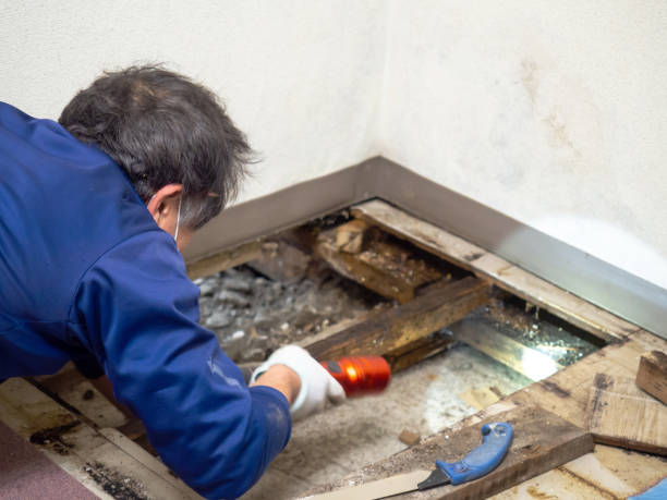 Crawl Space Mold Removal in Loveland Park, OH