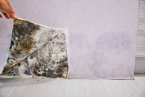 Best Black Mold Removal  in Loveland Park, OH